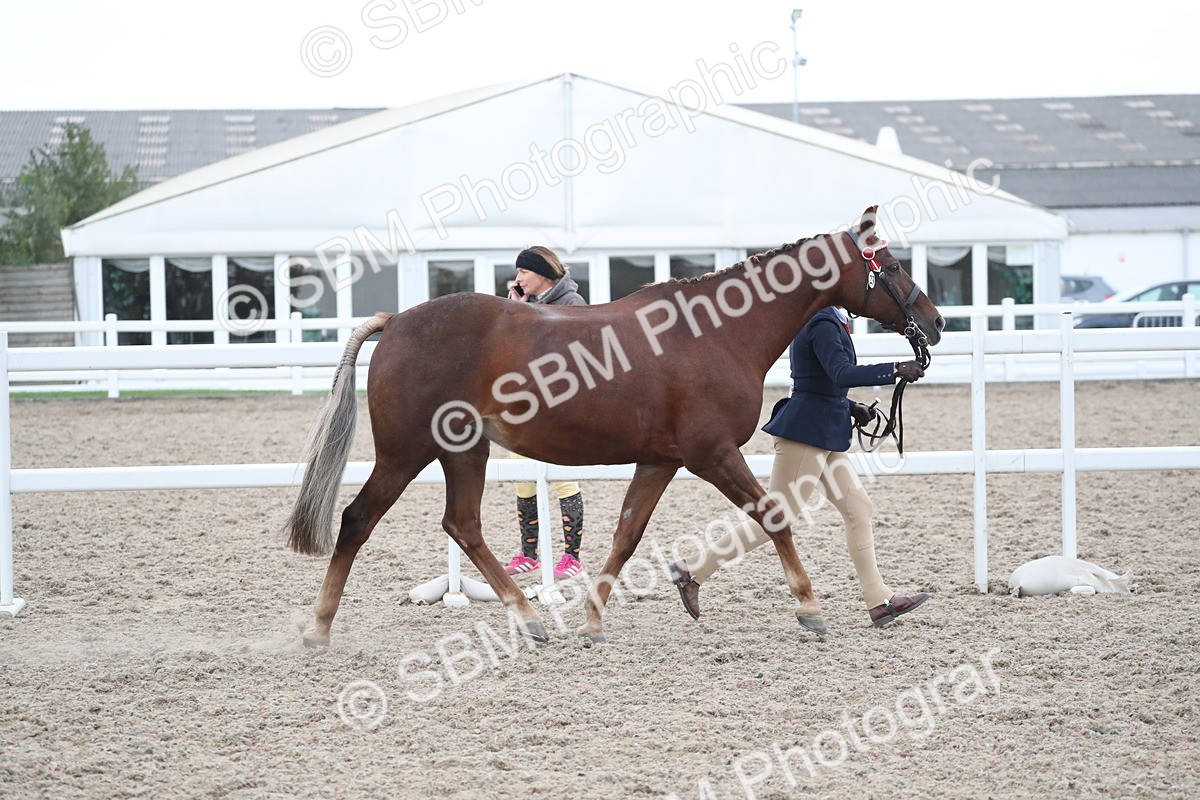 SBM_18357 - Class 318 IH Part bred Horse/Pony