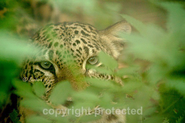 Persian Leopard - Shade (Rutland Falconry & Owl Centre) - Persian Leopards
