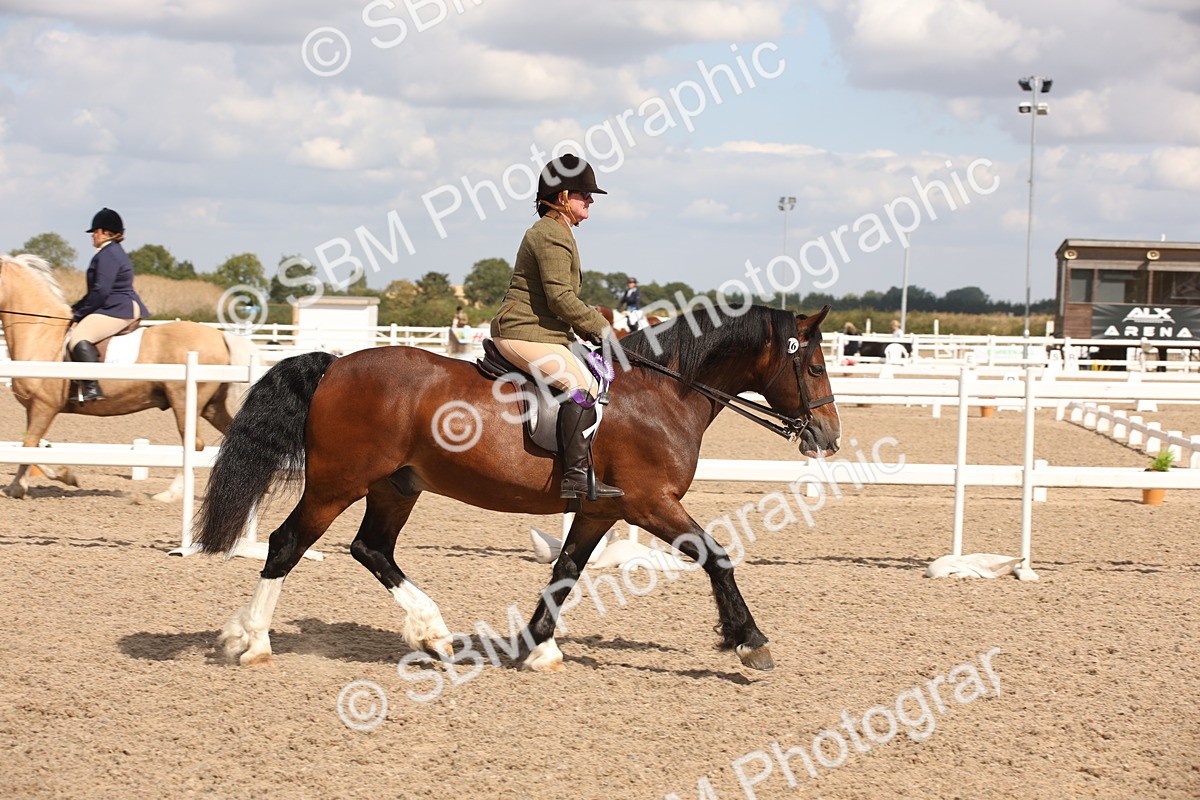 SBM_03469 - Class 18 Handsomest Gelding (IH or Ridden)