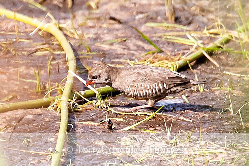 Quailfinch - The Gambia