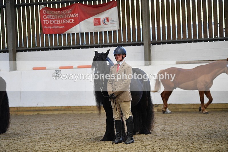 WJ5_4416 - Class 6 In hand M&M - Large Breeds