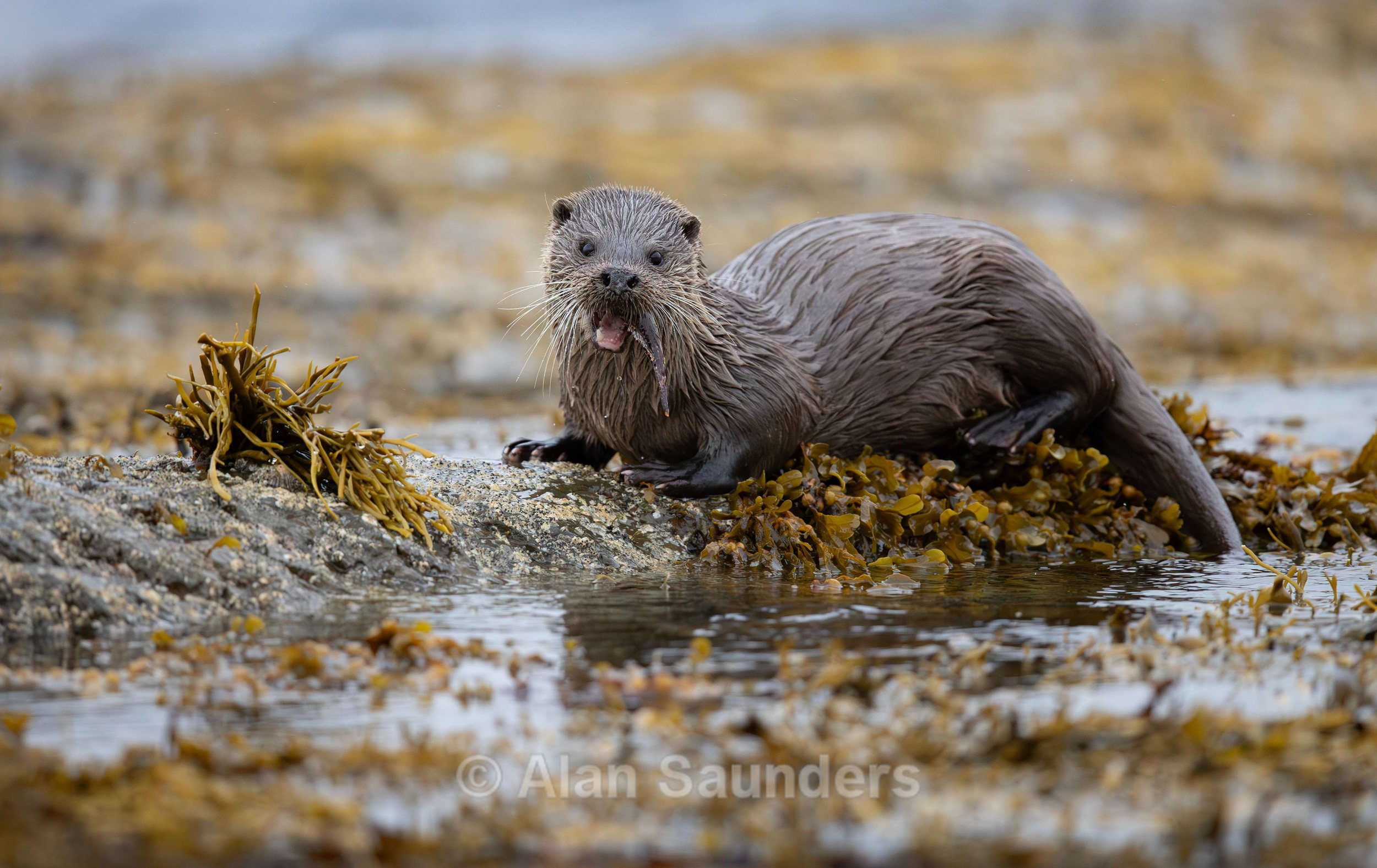 Eurasian Otter 52