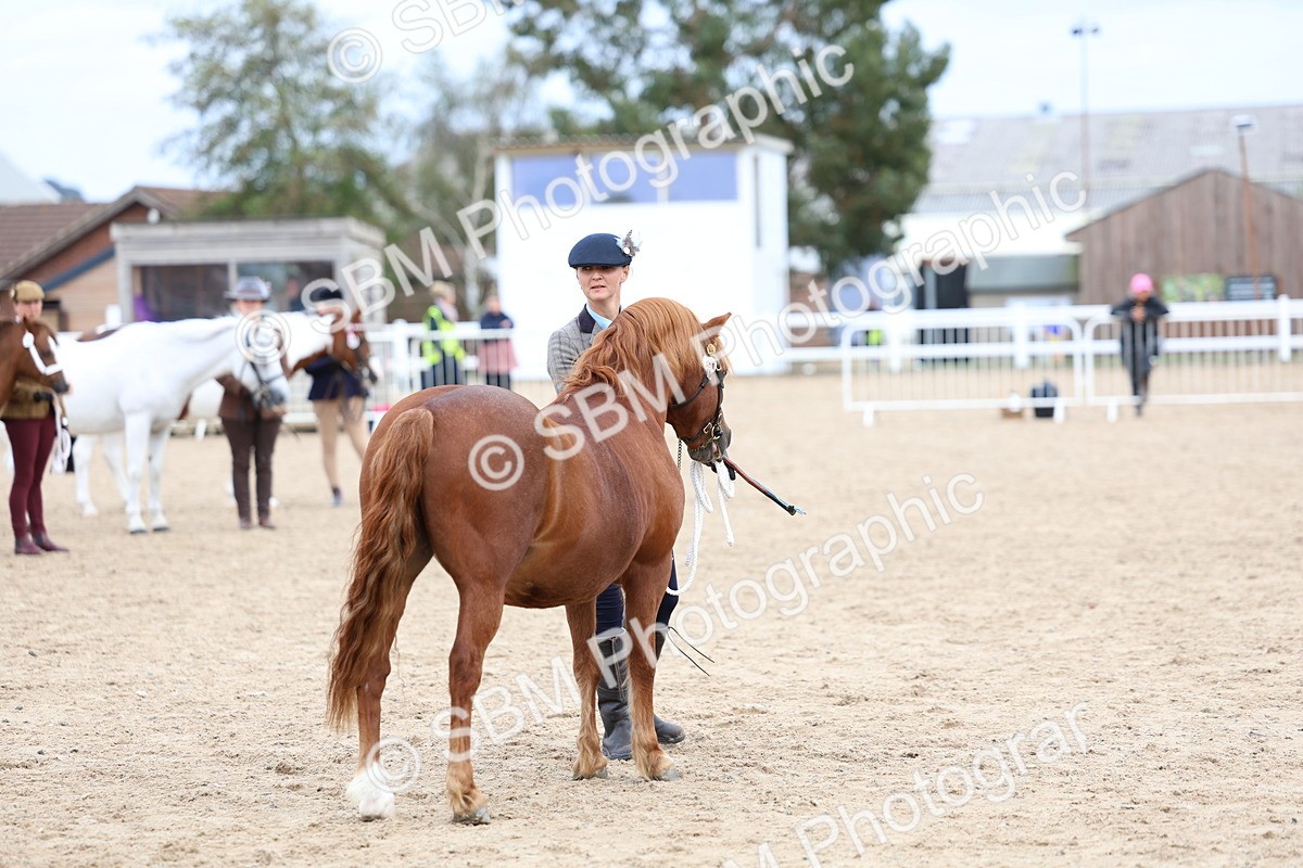 SBM_05931 - Class 29 - IH Veteran Pony