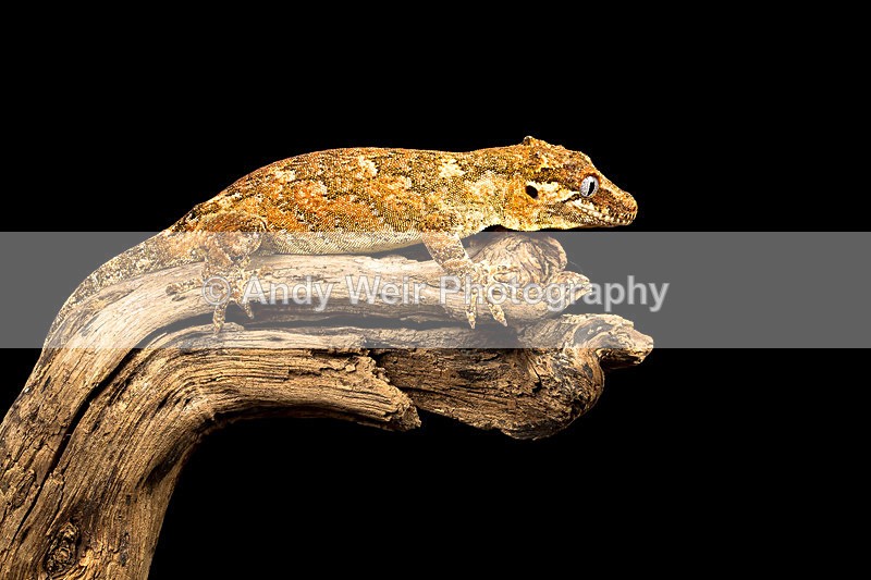 20140120-3K8A8259 - Lizards