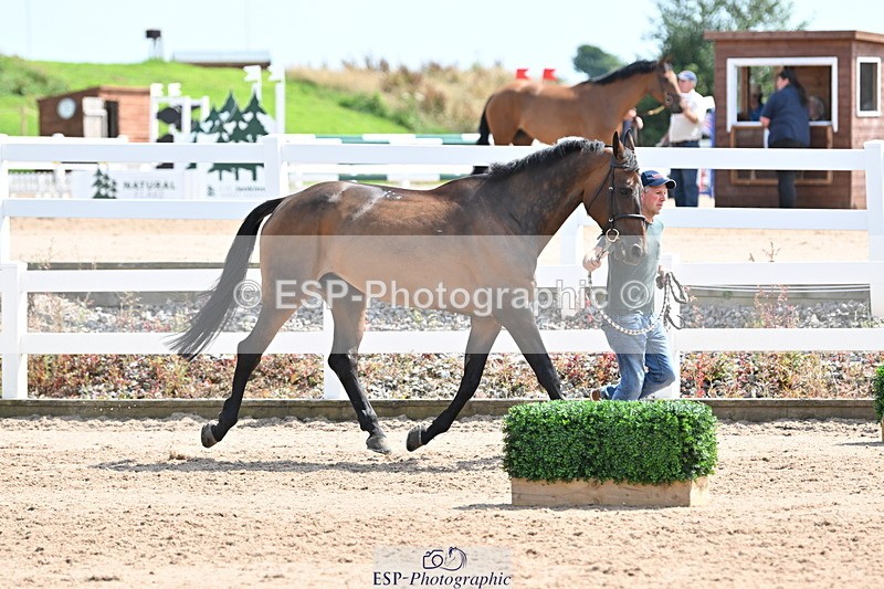 240717A-150135-02459 - Trot Up 3pm to 4pm