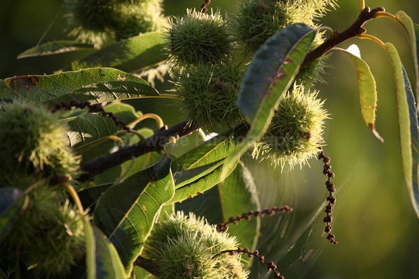 Horse-chestnut tree FR _021 - Frenchay care home Collection v