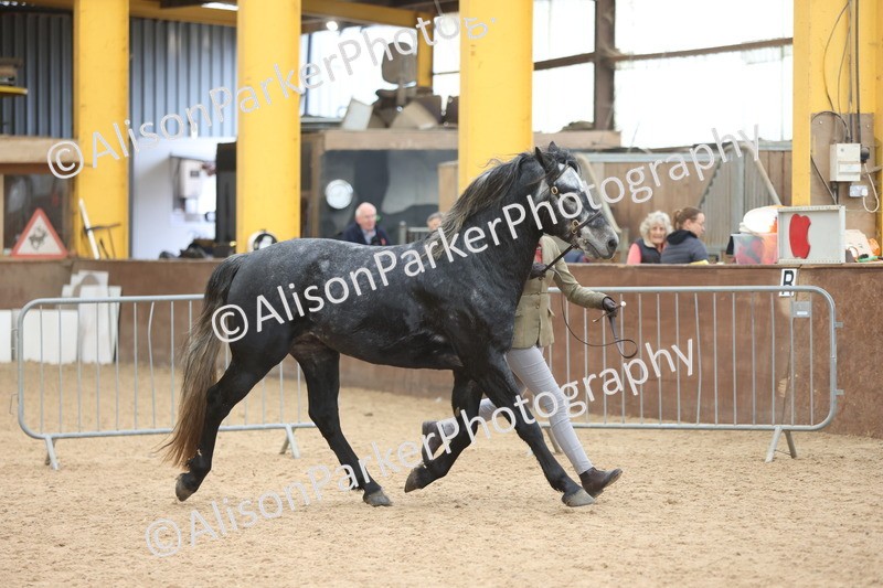 20251109-1004 - Class 27 - Stallions 4 Years and over