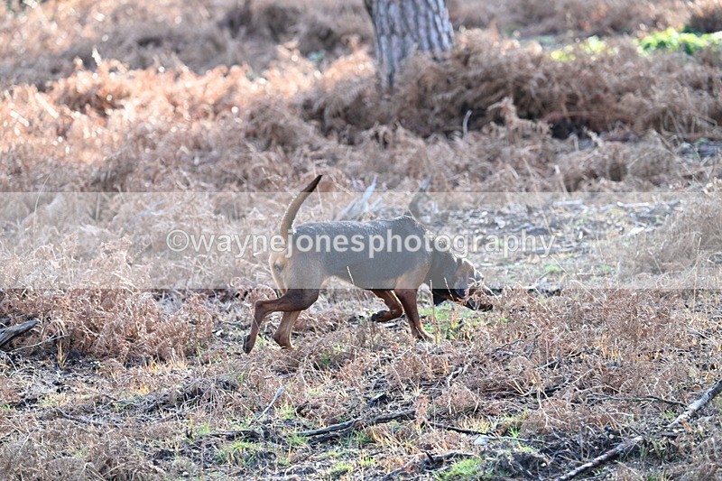 WJ7_7581 - Line 3 (no line 4 or 5)