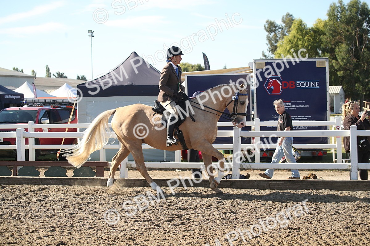 SBM_11358 - Class 501 -Riding Club Pony