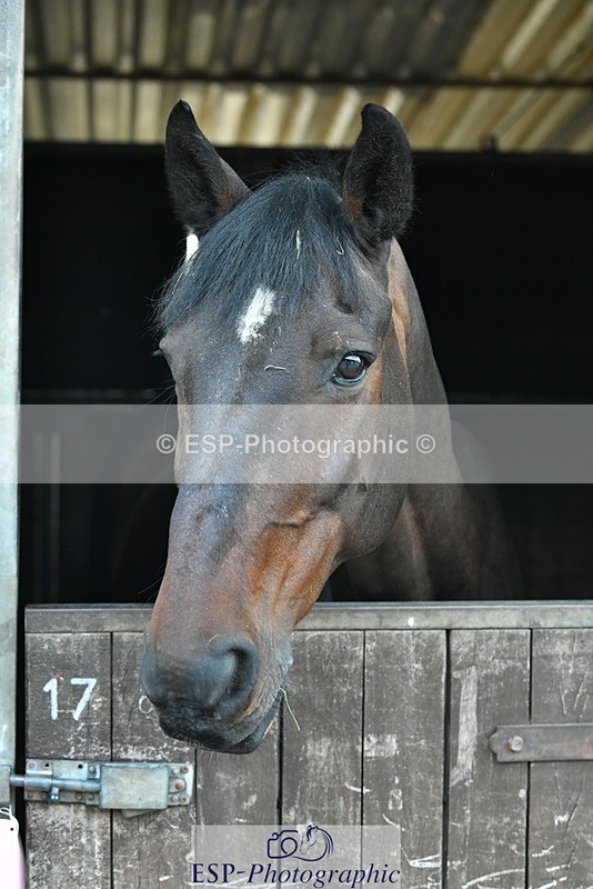 230817-083057-02409 - Stable Shots