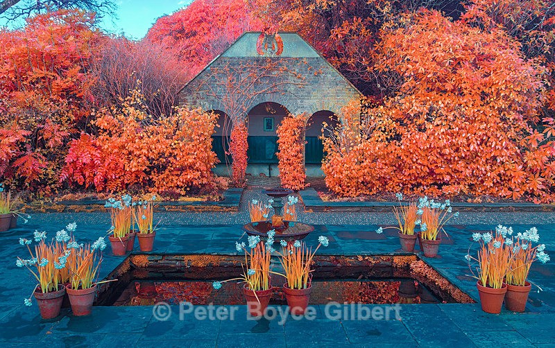 The Pond - Infrared images