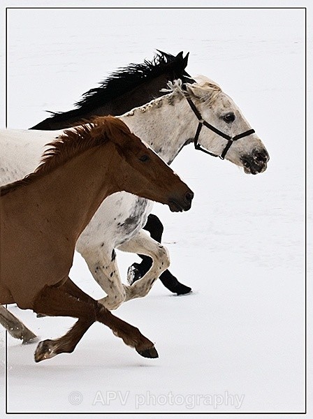 DSC_1333adjsml - Horses'n'Ponies