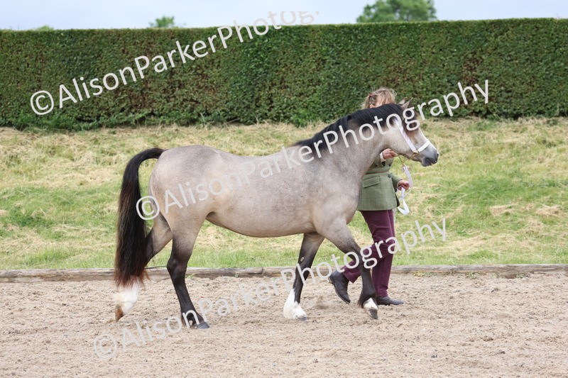 20250524-0092 - Class 2 - Youngstock