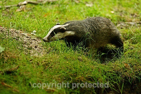 Badger - Wildwood Trust - Wildlife Centres