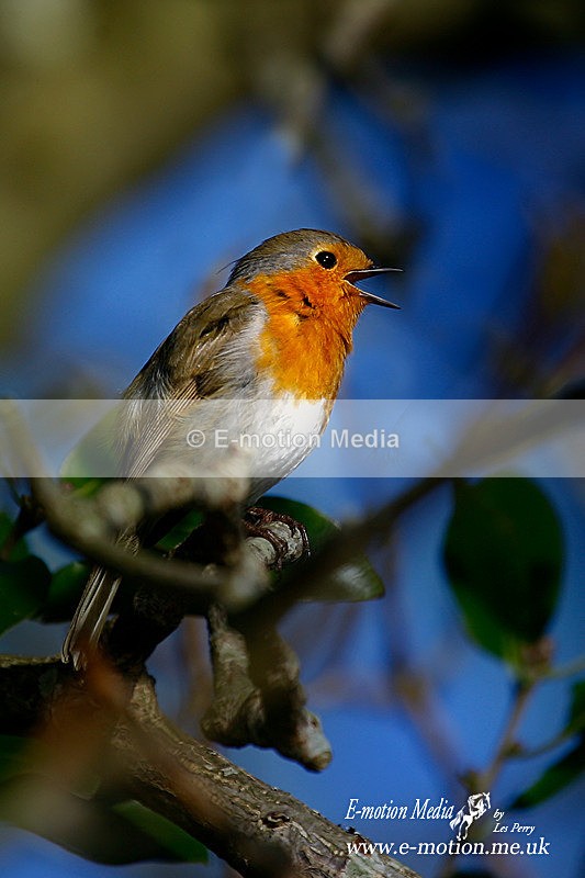 Robin m 010406 001a - Nature