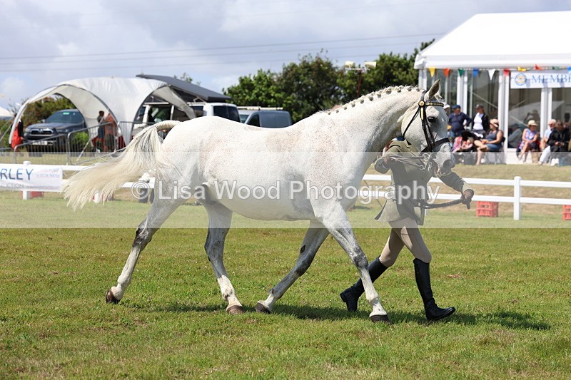 3E7A1206 - Class 8: Open Riding Horse/Hack