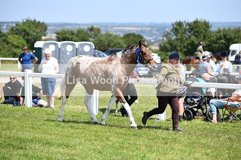 DSC_7922 - Coloured Horse In Hand Championship