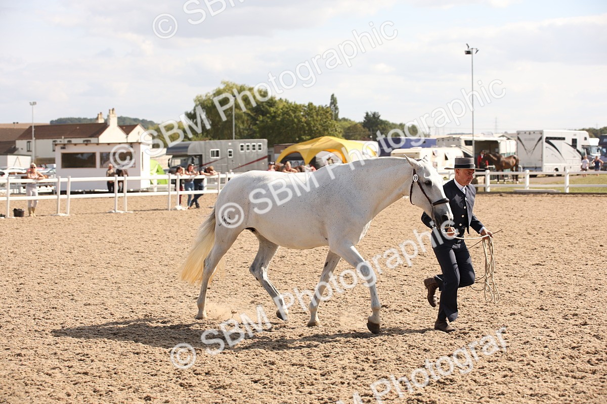 SBM_07085 - Class 25 IH Foreign Breeds- Pure bred