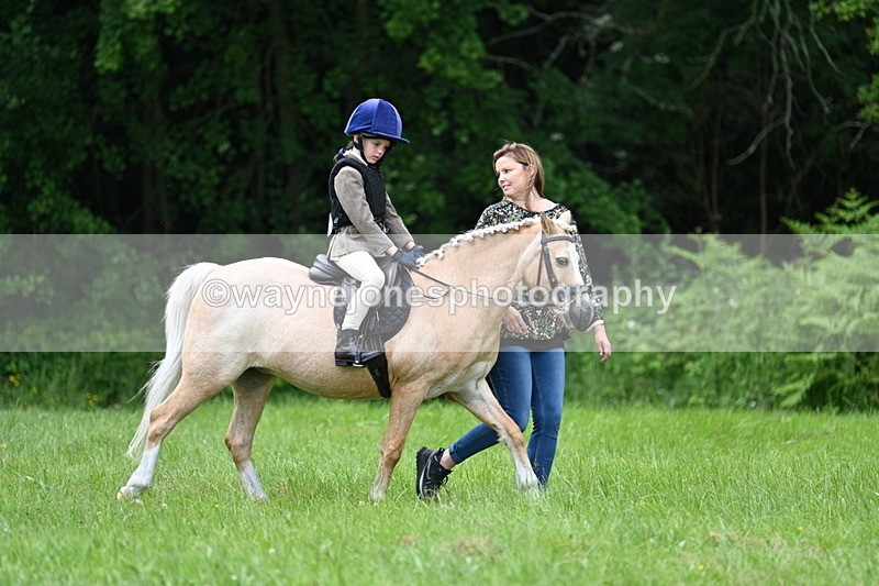 WJ7_3893 - Class 14A Handsome Gelding