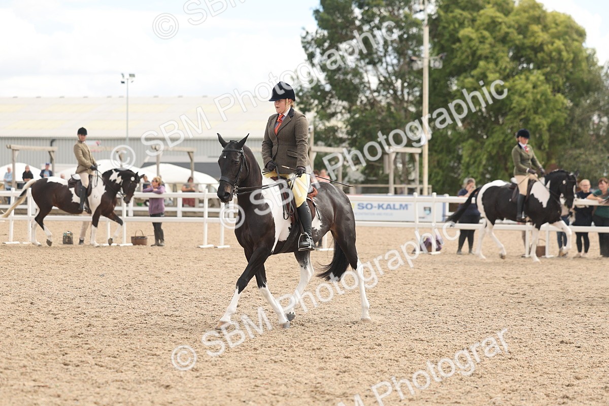 SBM_14759 - Class 308 - Ridden Coloured Horse