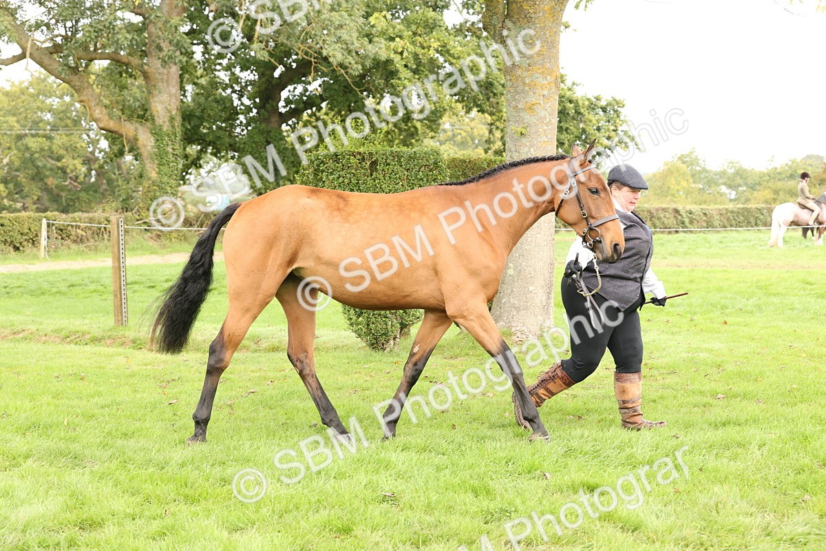 SBM_56253 - S55 - Other Coloured Horse In Hand