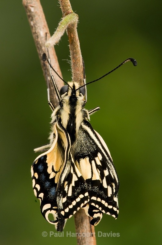  - Bugs: Butterflies