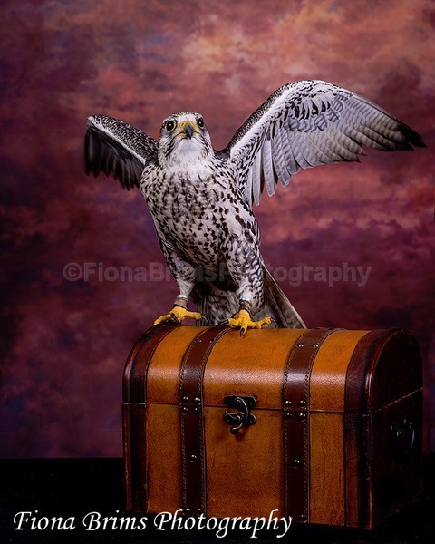 wow studio feb-27 - Birds of Prey