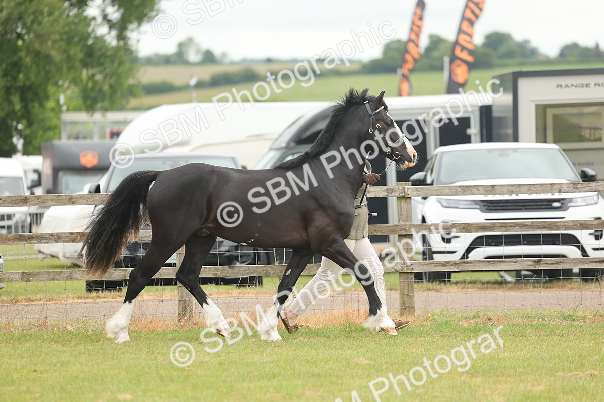 SBM_04803 - Class 50-57 - M&M Welsh Pony In Hand