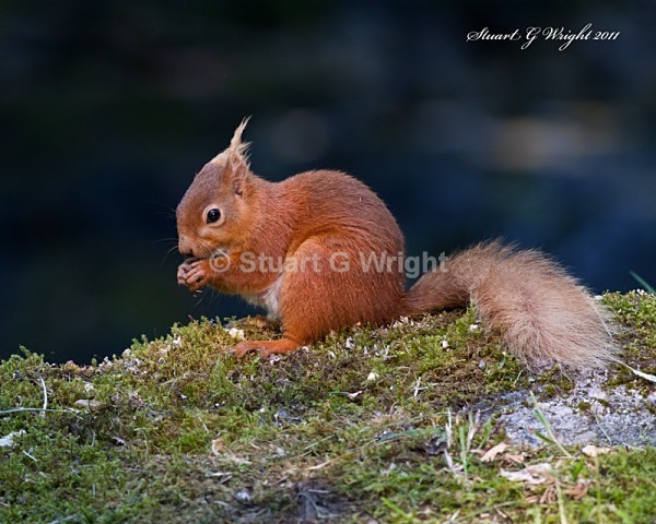 757 - Red Squirrels
