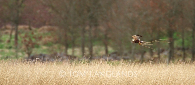Marsh Harrier - Birds of Prey