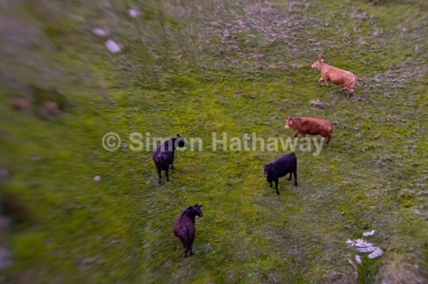Kentmere cows - English Lake District from Hot Air Balloon