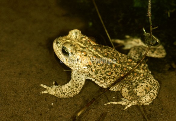 Natterjack Toad (2) - Reptiles & Amphibians