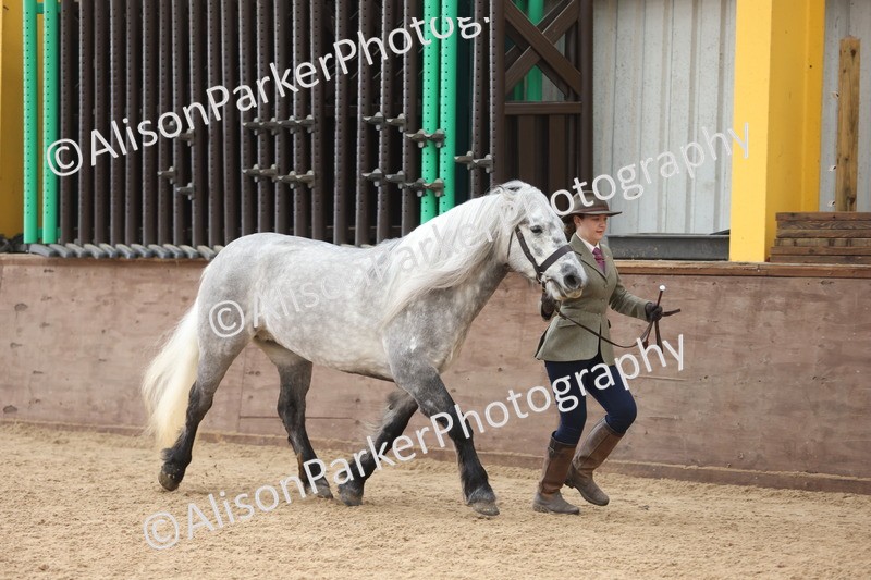 20251109-1029 - Class 28 - Mares 4 Years and over