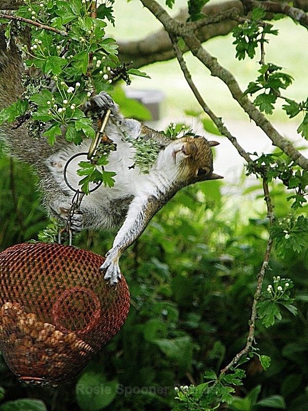 Acrobatic squirrel - Wildlife and Nature