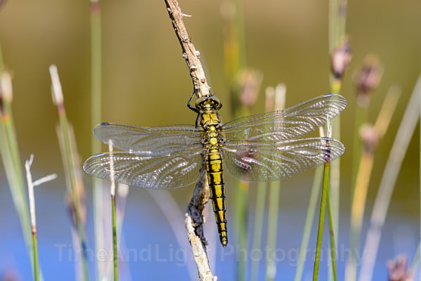 Female Black tailed skimmer - Dragonflies & Damselflies