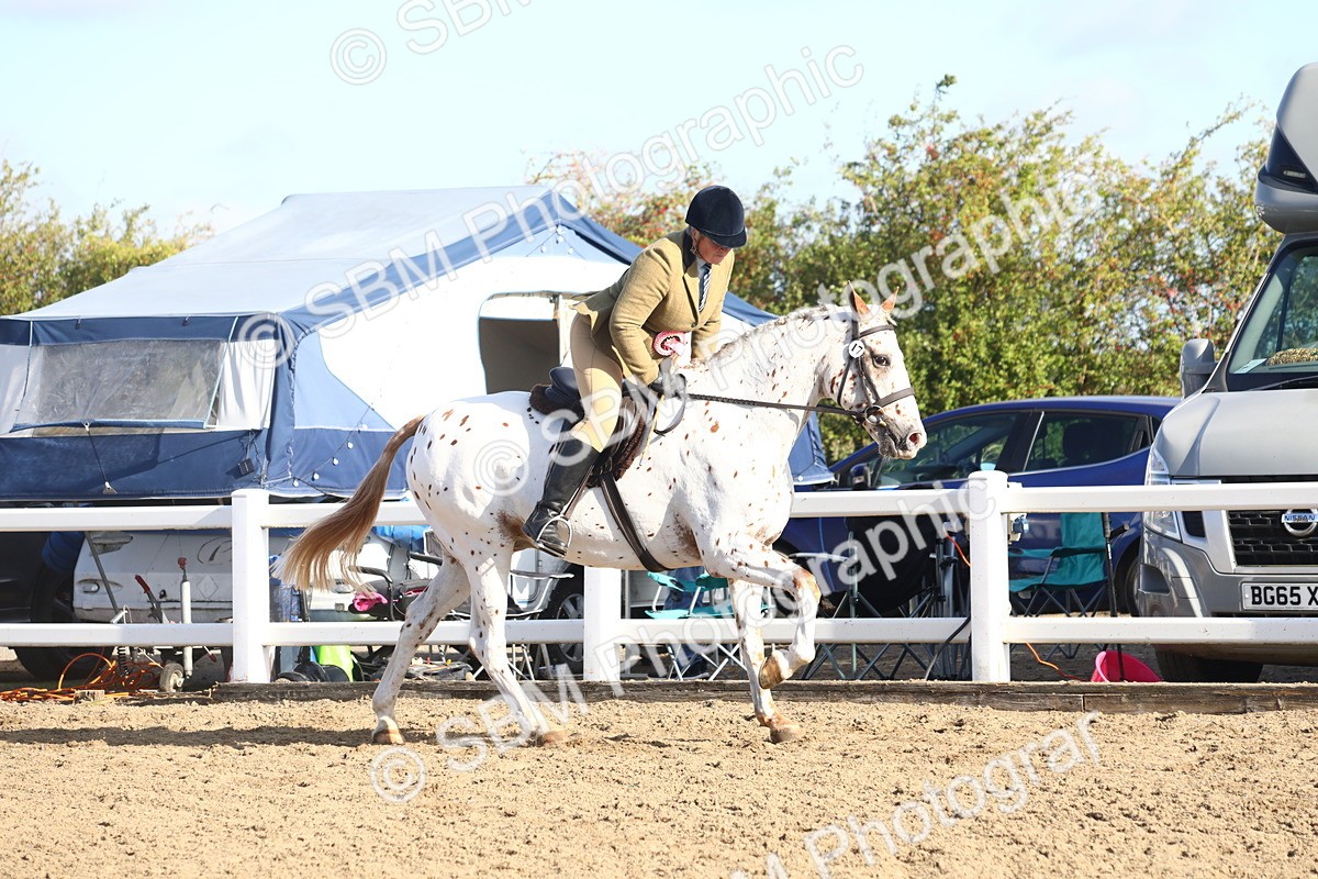 SBM_08617 - Class 502 - Riding Club Horse