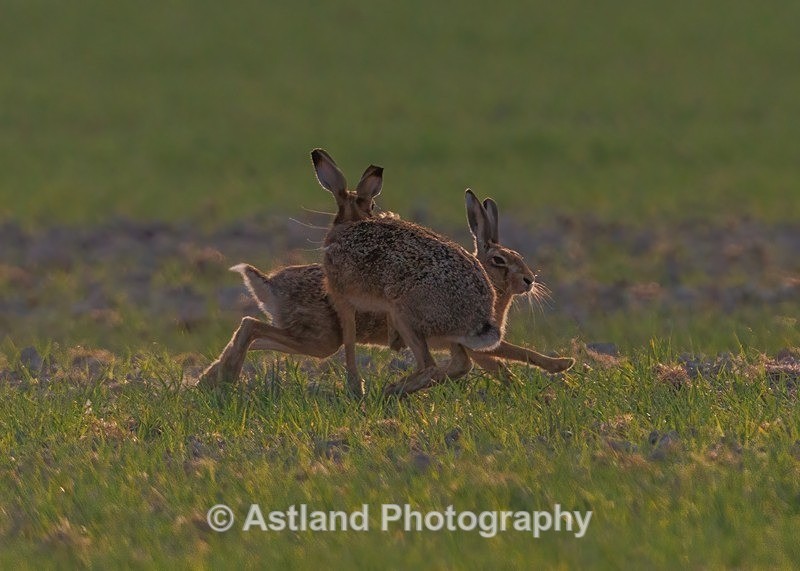 Brown Hares - Latest Images