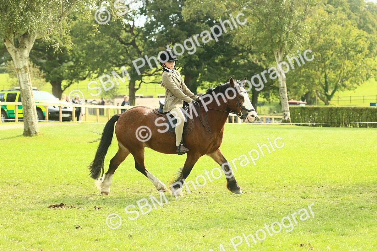 SBM_69063 - S58 - Mini Show Cob Ridden