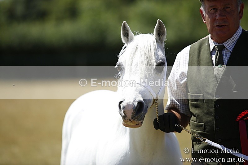 _C7A0185 - In Hand Championship BVRC Show 2018