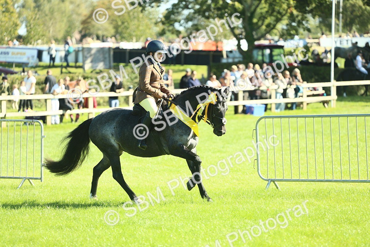 SBM_39106 - S29 - Novice & Newcomers Working Hunter Pony