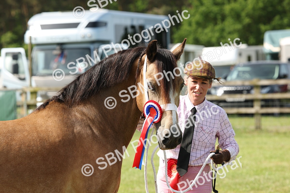 SBM_02183 - Class 6-13 - Mountatin and Moorland In Hand Welsh Breeds