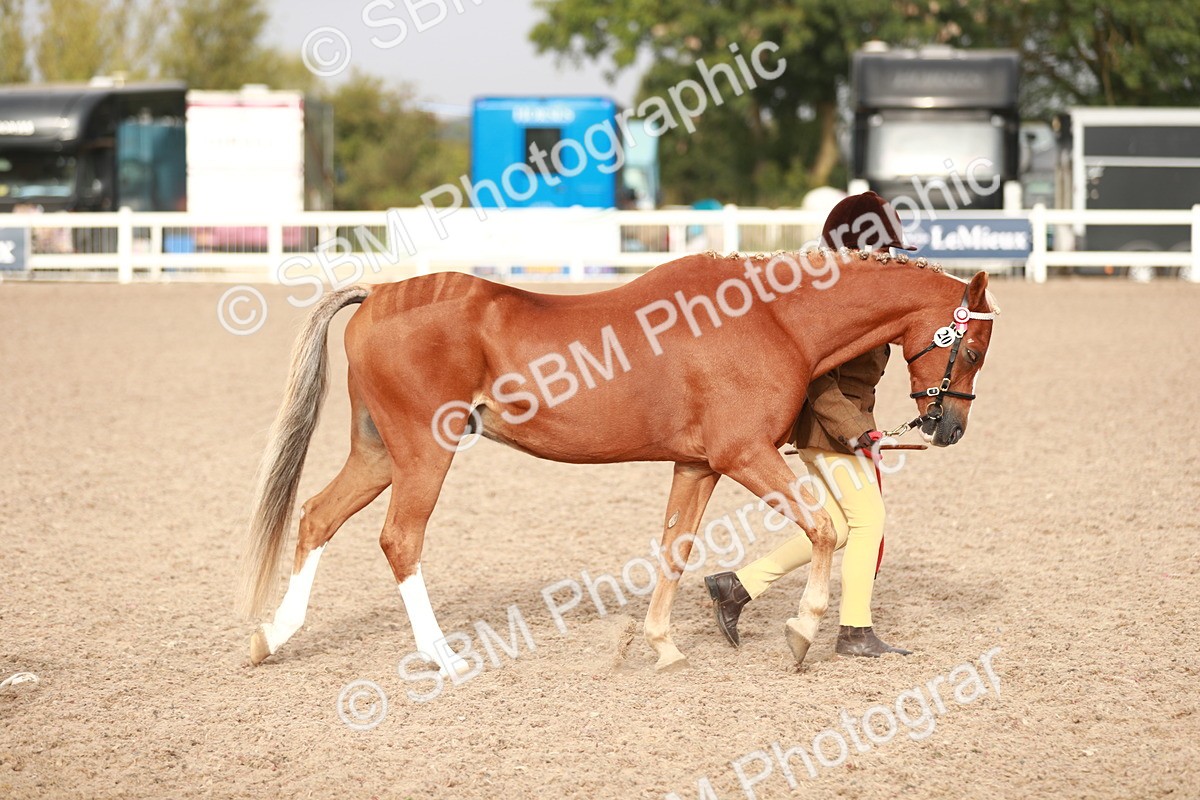 SBM_09849 - Class 203 Young Handler, 10 years and under