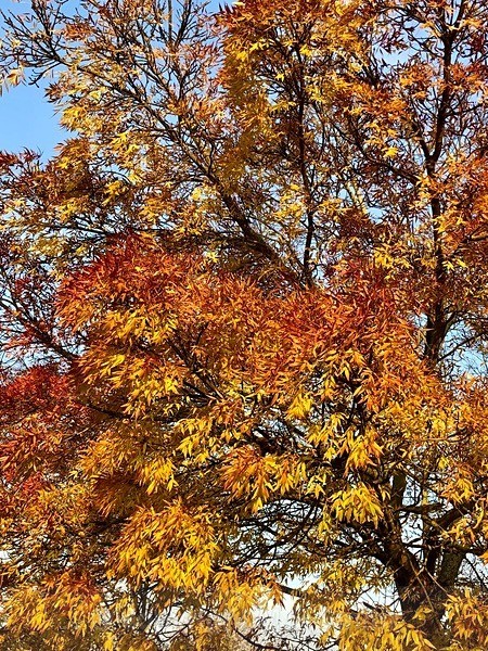 Glorious Autumn - LANDSCAPES & TREES
