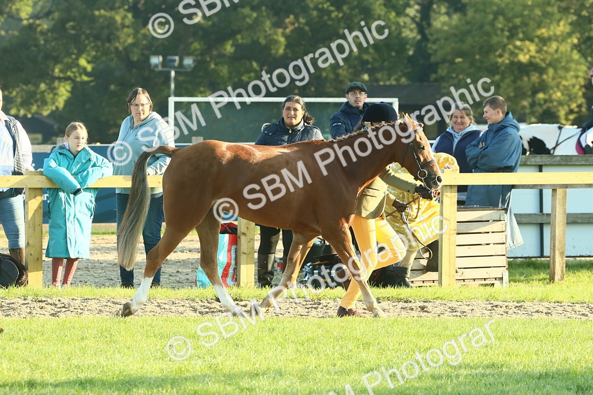 SBM_57398 - S37 - Starters In Hand Showing