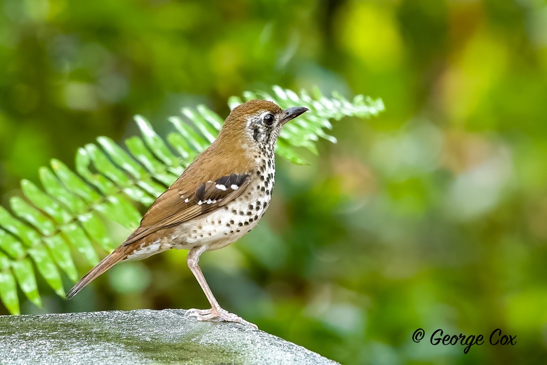 Spot Winged Thrush - Sri Lanka