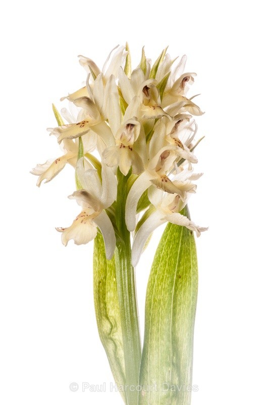  - WB: Orchids - Various
