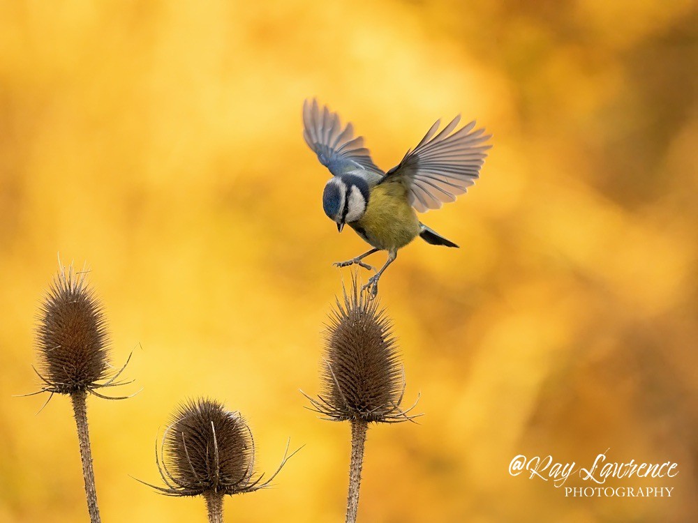 Woodland Birds_RLP204805 - Natural World