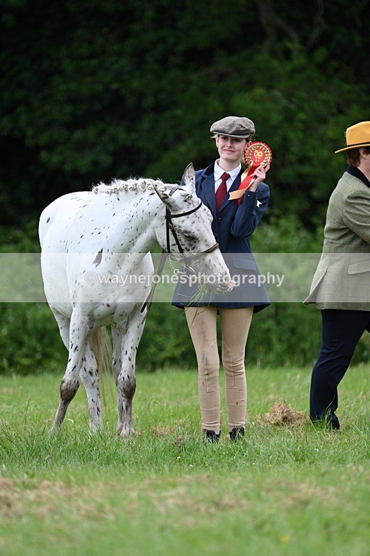 WJ7_4527 - Class 14B Prettiest Mare