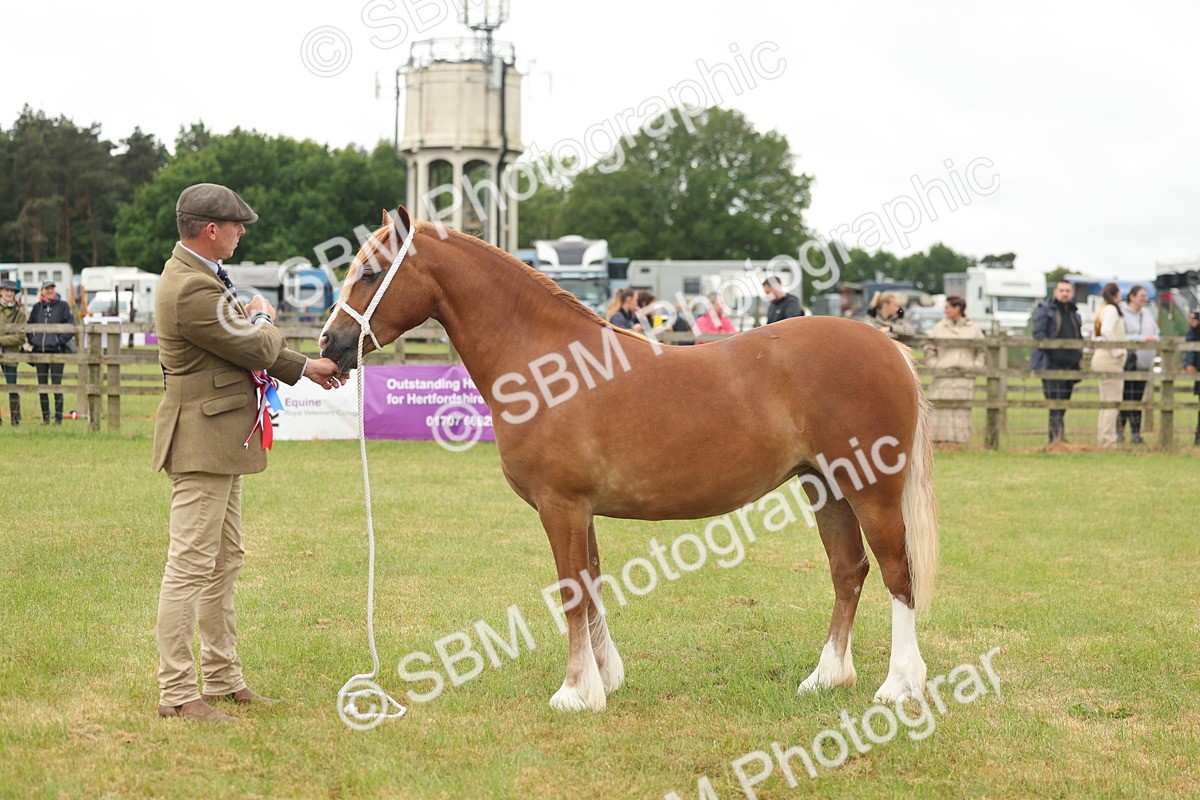 SBM_02443 - Class 50-57 - M&M Welsh Pony In Hand