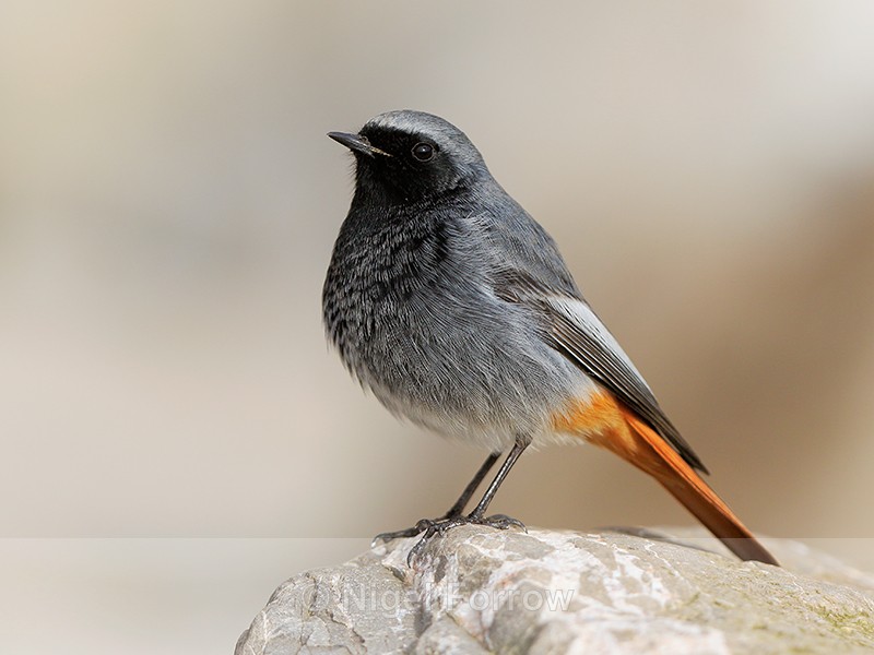 Black Redstart (male), Brean Sands, Somerset - Black Redstart